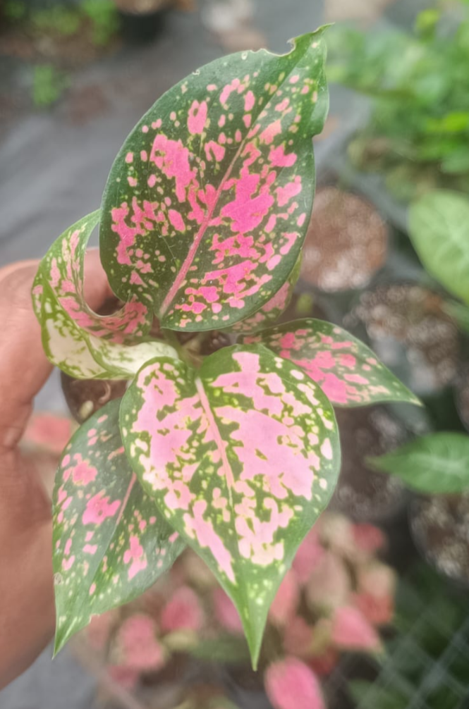 AGLAONEMA KUMKUM