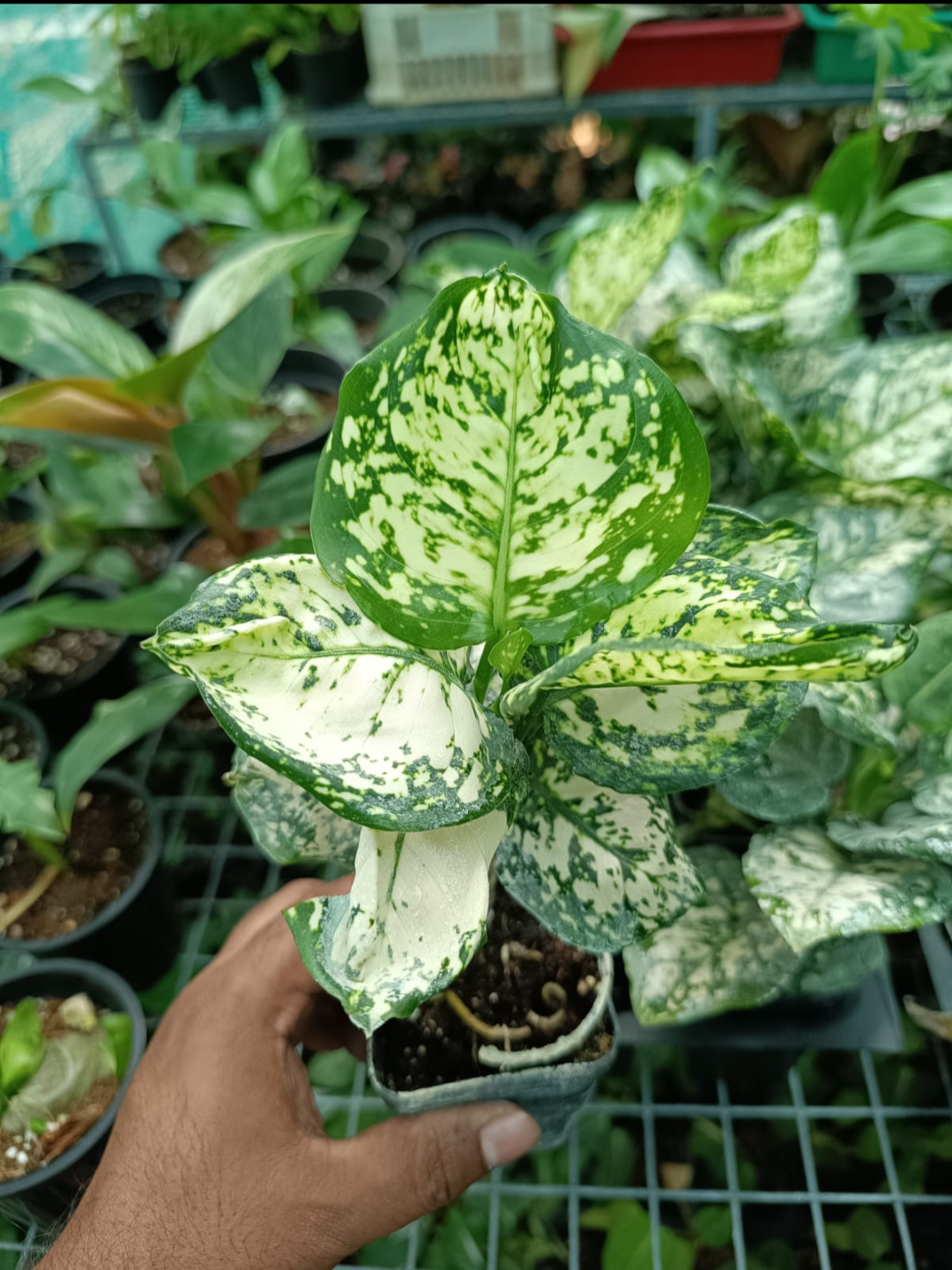 ANJAMANI WHITE AGLAONEMA