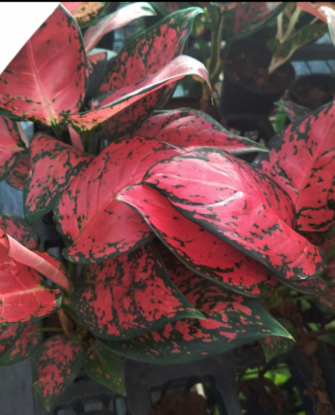 FUJI RED AGLAONEMA