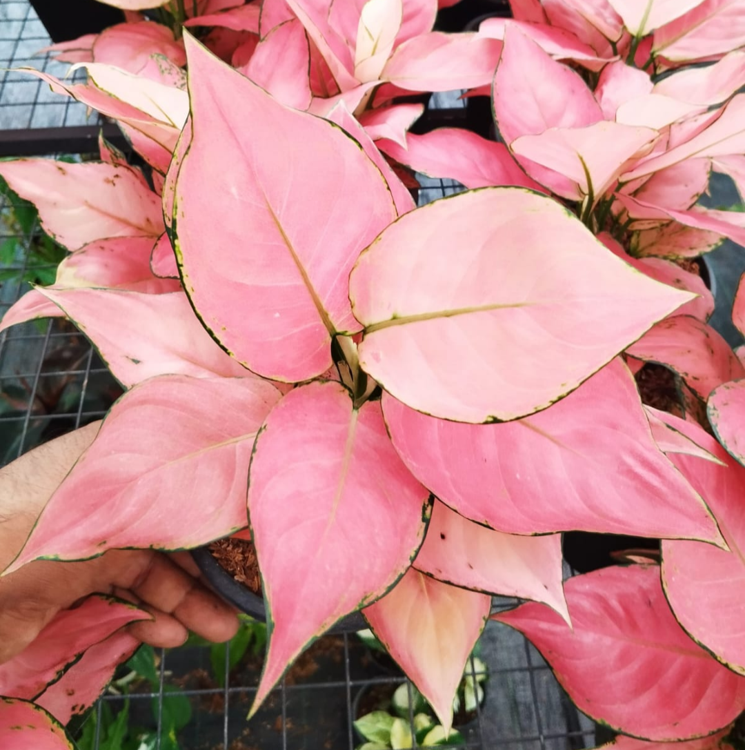 AGLAONEMA AUSPICIOUS RED