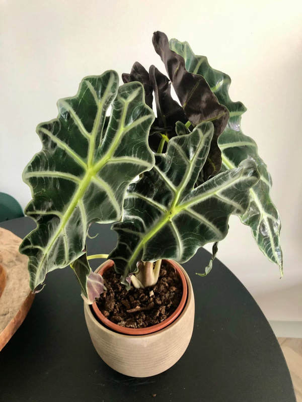 ALOCASIA AMAZONICA