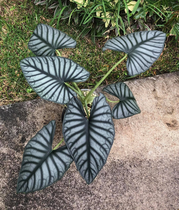 ALOCASIA NEBULA