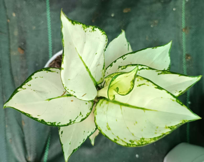 SUPER WHITE AGLAONEMA