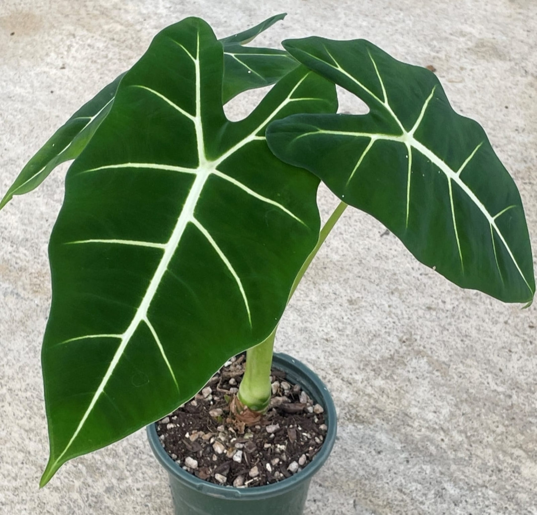 ALOCASIA FRYDEK