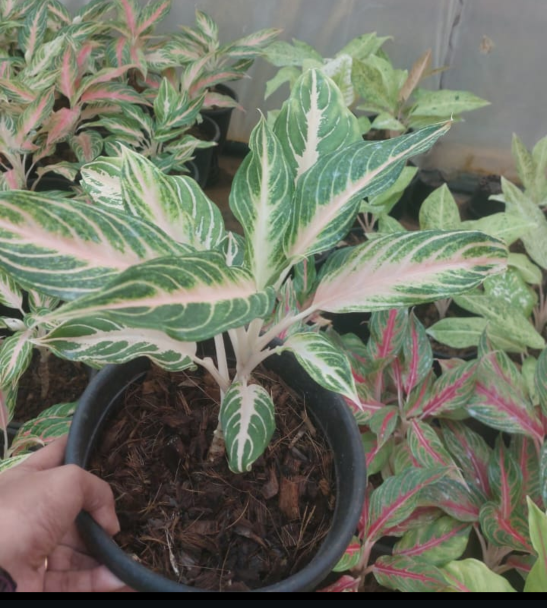 AGLAONEMA PINK PANAMA