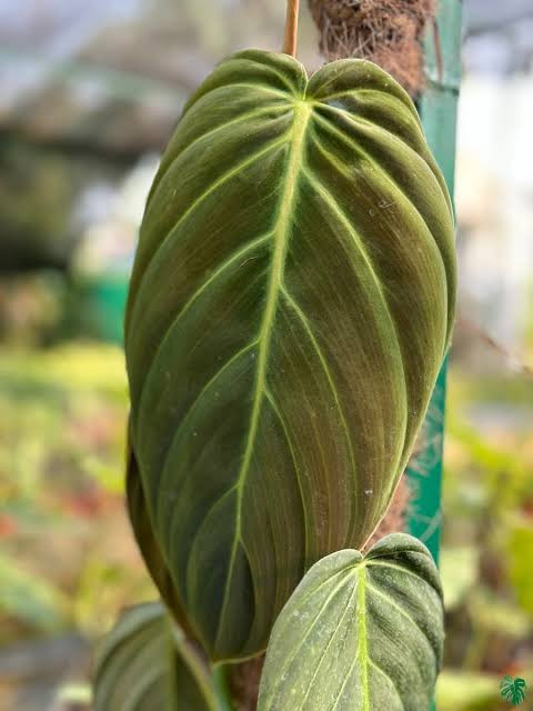 PHILODENDRON GIGAS