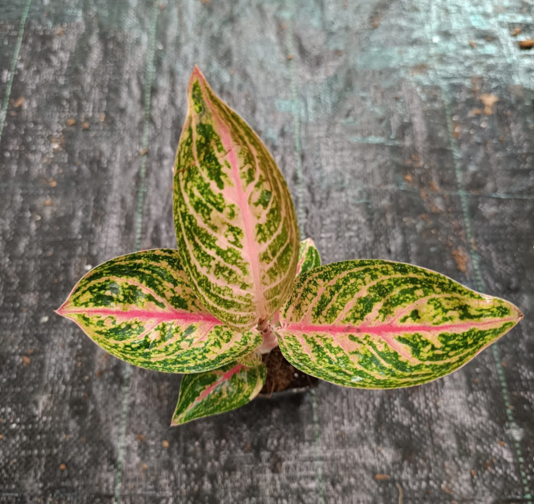 AGLAONEMA WIDURI