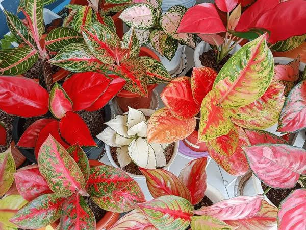 AGLAONEMA PLANTS LIST