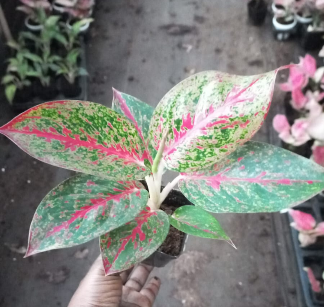 AGLAONEMA STARDUST