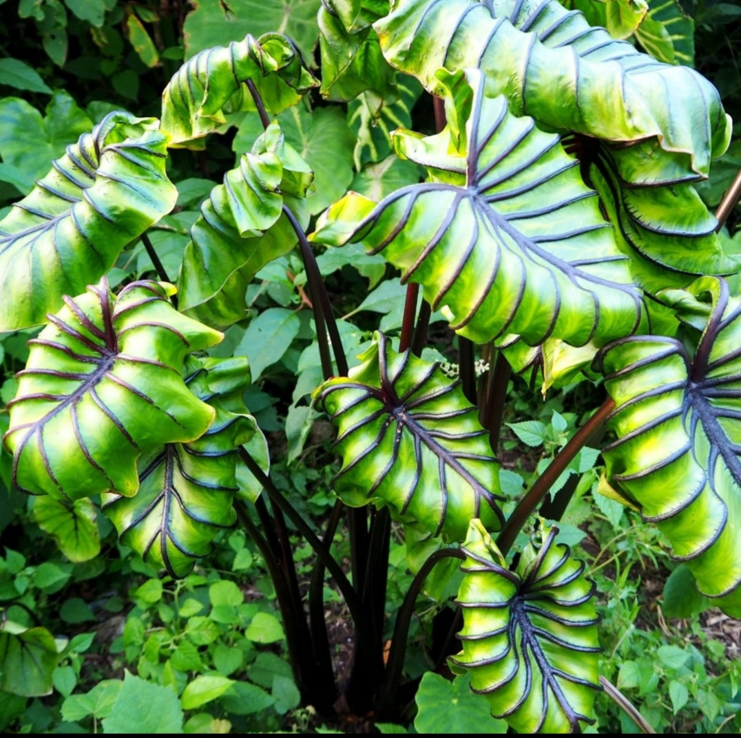 PHARAOH'S MASK COLOCASIA