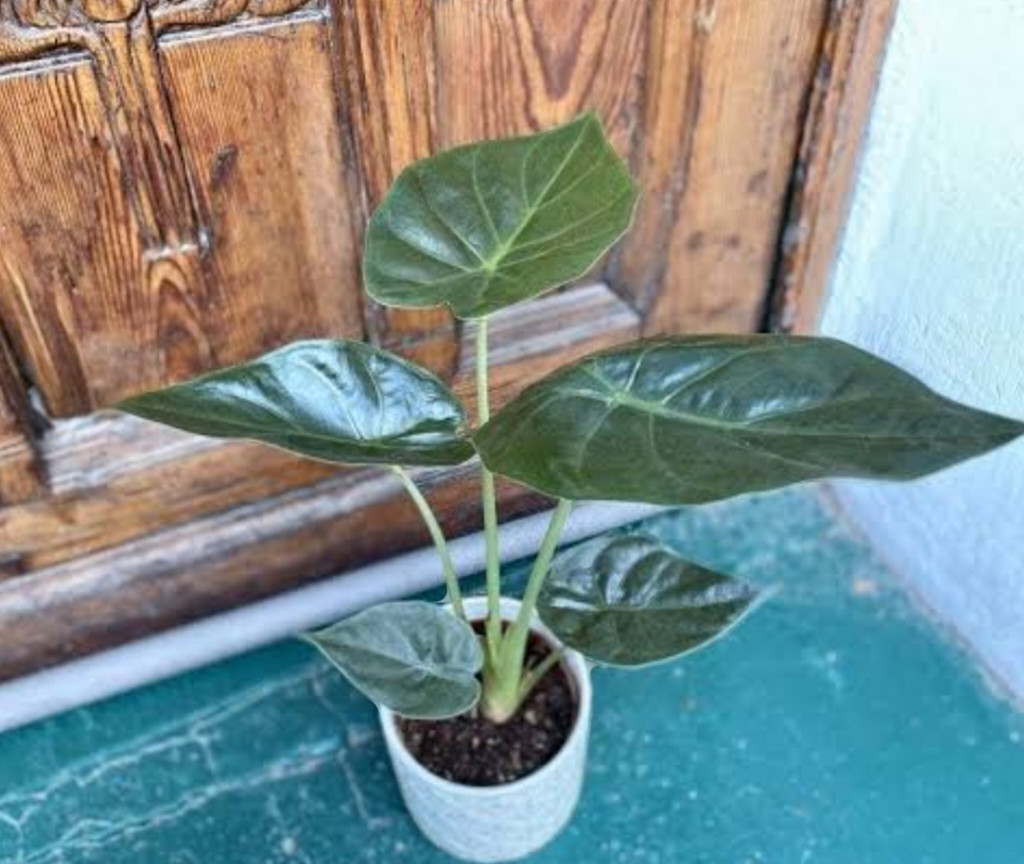 ALOCASIA VENTI