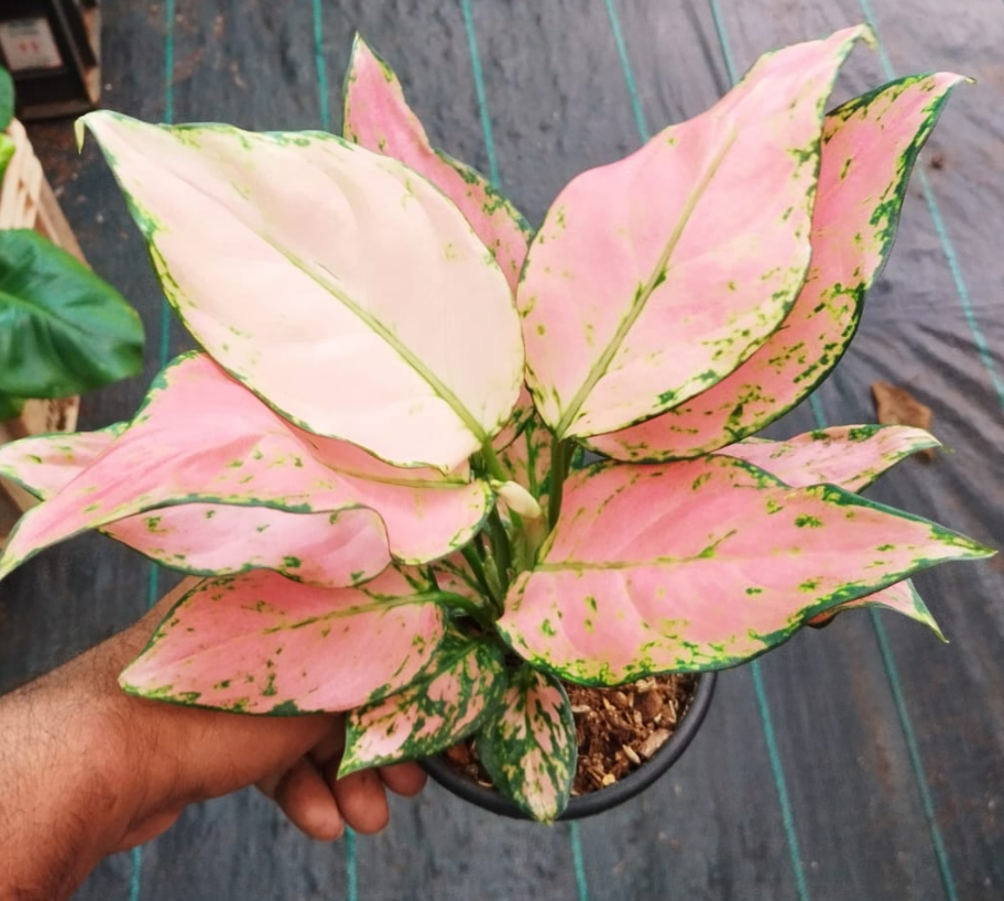 AGLAONEMA PINK VALENTINE