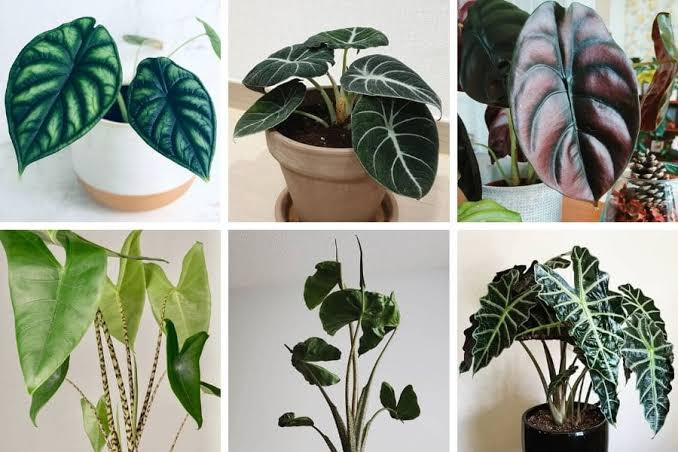 ALOCASIA PLANTS LIST