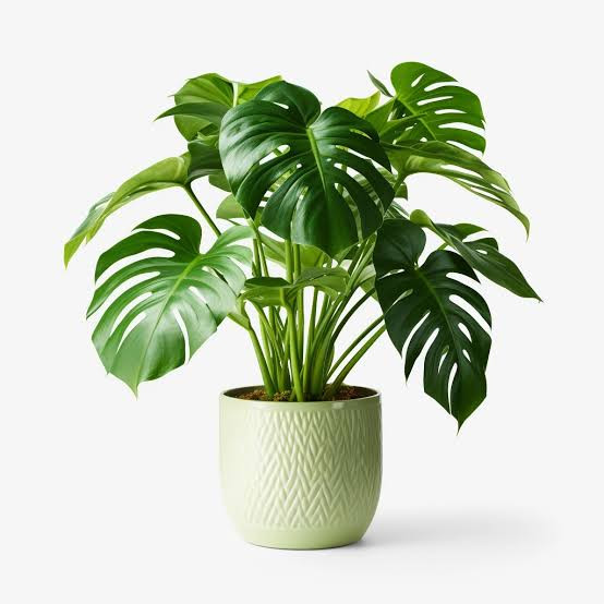 MONSTERA DELICIOSA PHILODENDRON