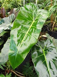 PHILODENDRON MAXIMUM