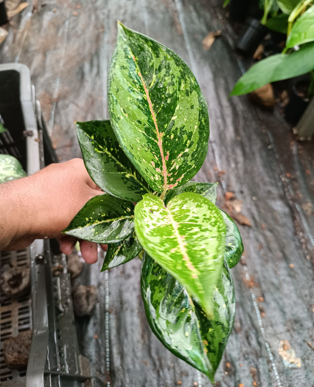 10 KARAT AGLAONEMA