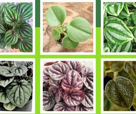 PEPEROMIA PLANTS LIST