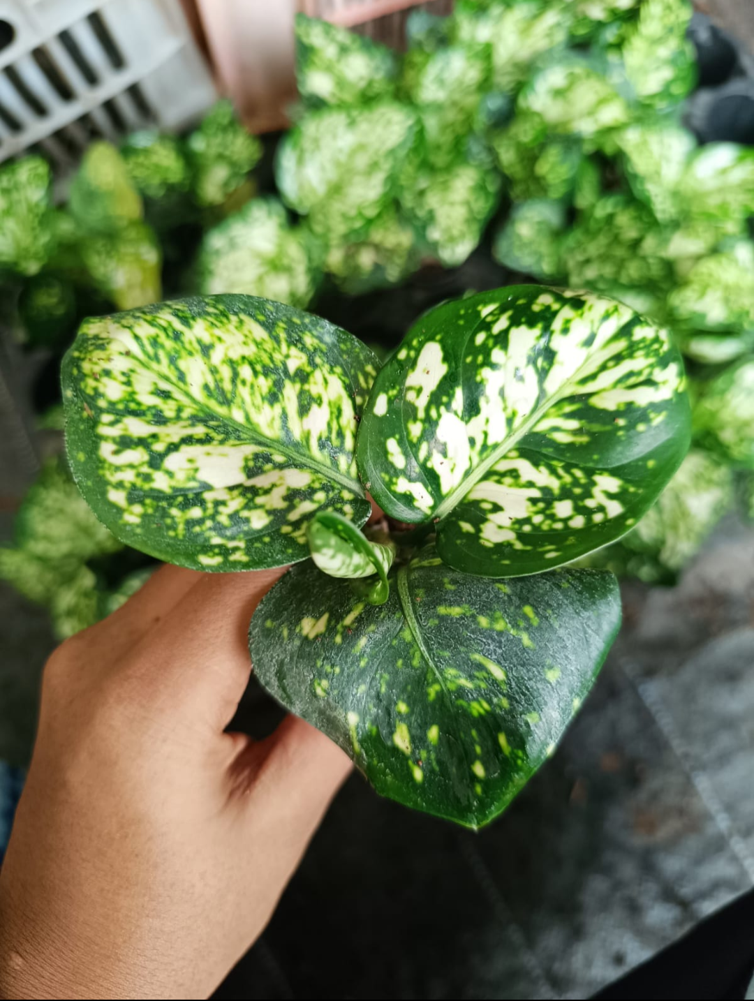 AGLAONEMA ANJAMANI