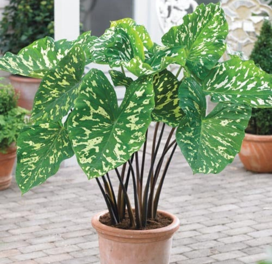 HILO BEAUTY ALOCASIA