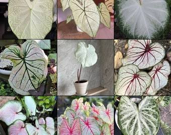 CALADIUM PLANTS LIST