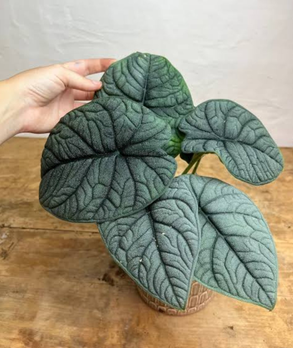 ALOCASIA MELO