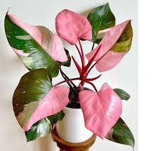 PHILODENDRON PINK PRINCESS