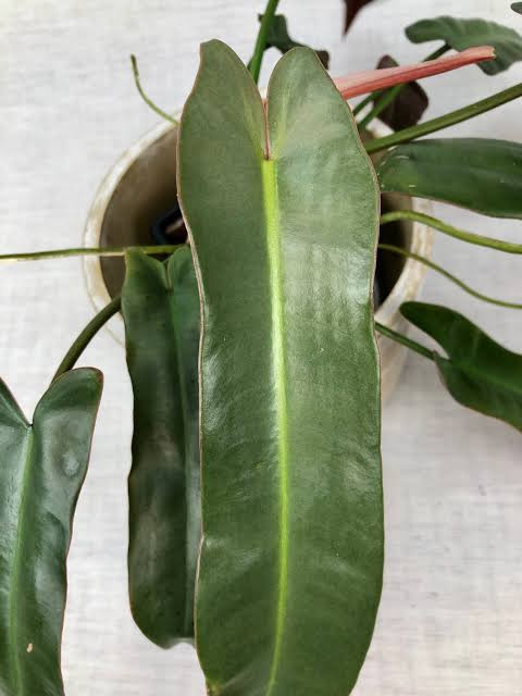 ATABAPOENSE PHILODENDRON