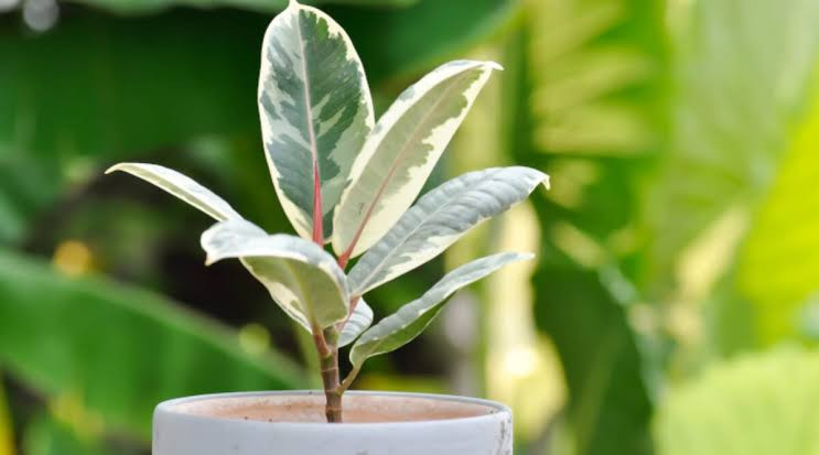 FICUS PLANTS LIST