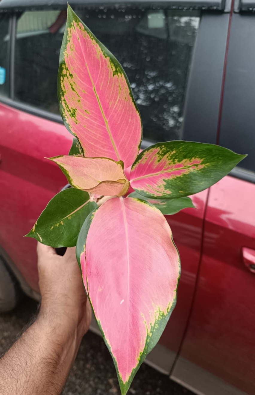 CHINA RED AGLAONEMA