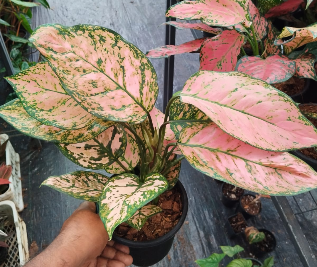 AGLAONEMA RED VALENTINE