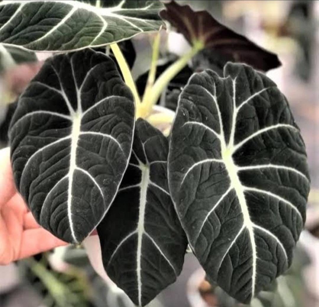 ALOCASIA BLACK VELVET