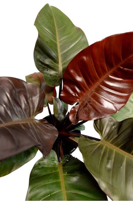 PHILODENDRON BLACK CARDINAL