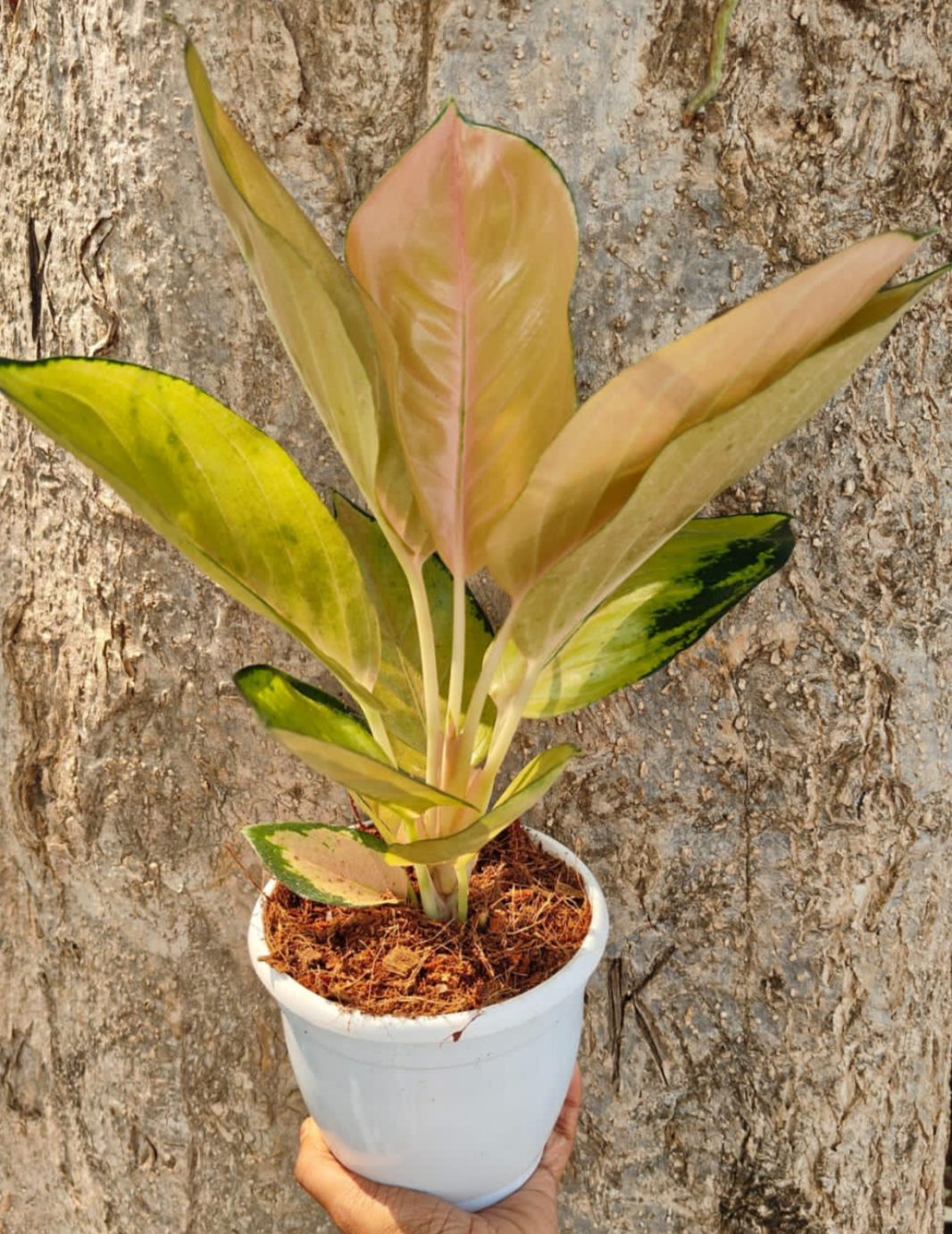 AGLAONEMA SULTAN BRUNEI