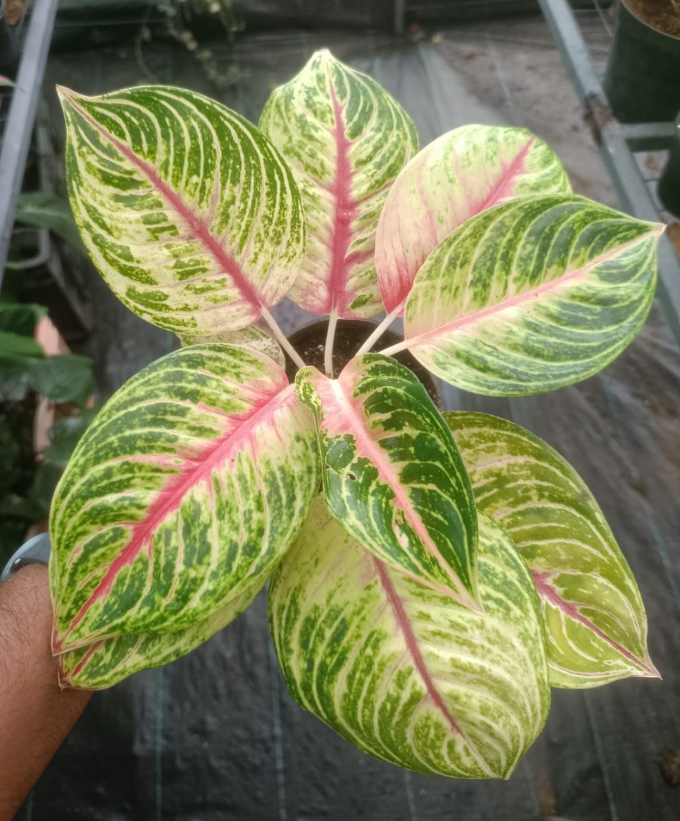 AGLAONEMA SIAM DIAMOND