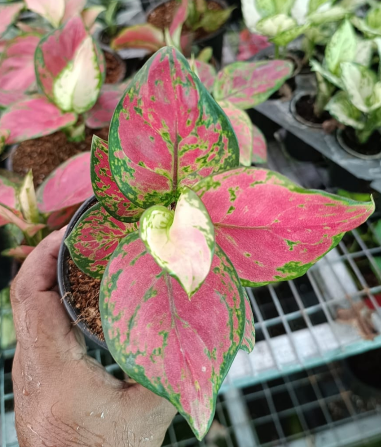 RED MAROON AGLAONEMA