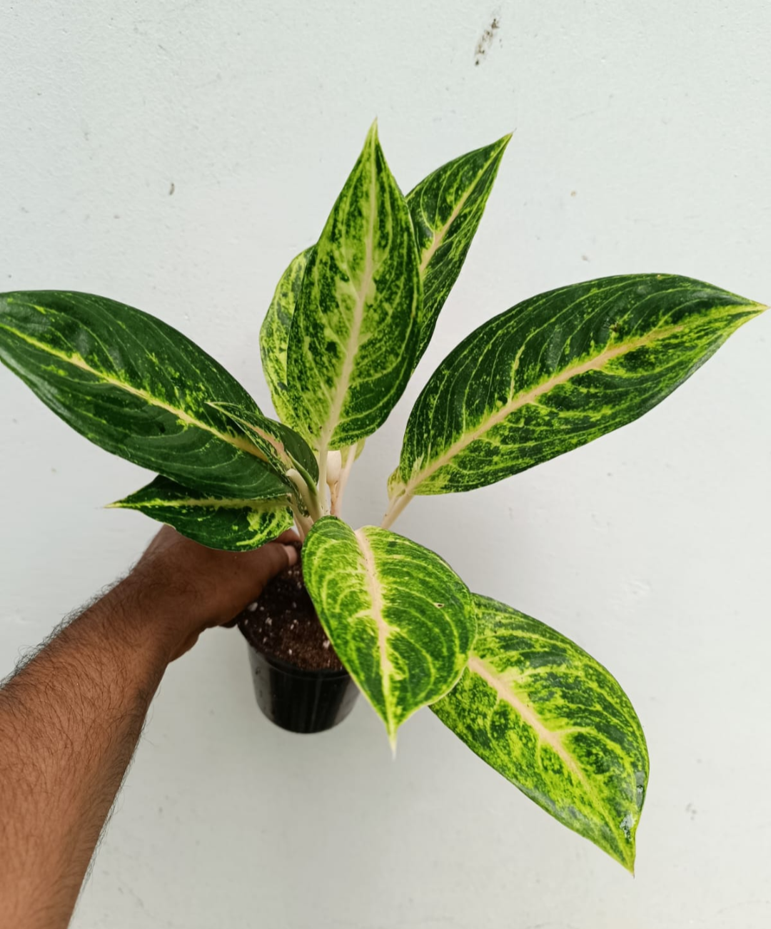 GREEN PAPAYA AGLAONEMA