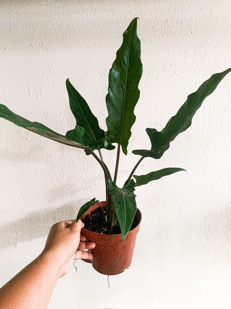 ALOCASIA PURPLE SWORD (LAUTER BAICHAINI)