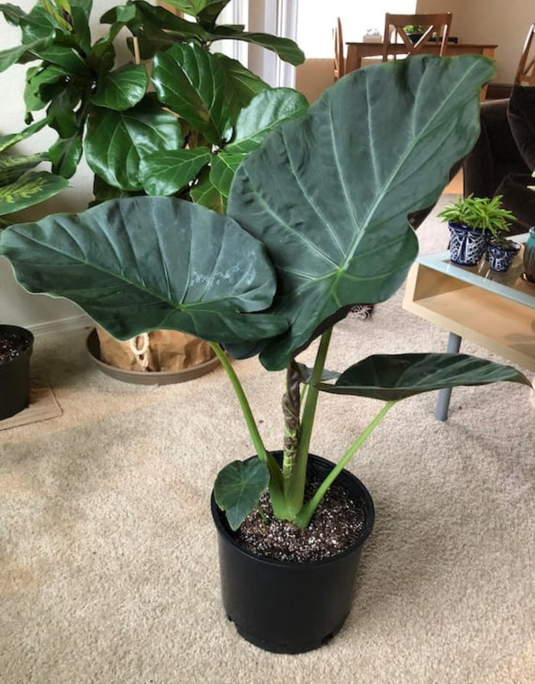 ALOCASIA REGAL SHIELD