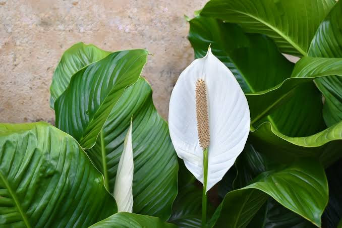 PEACE LILY(SPATHIPHYLLUM) PLANTS LIST