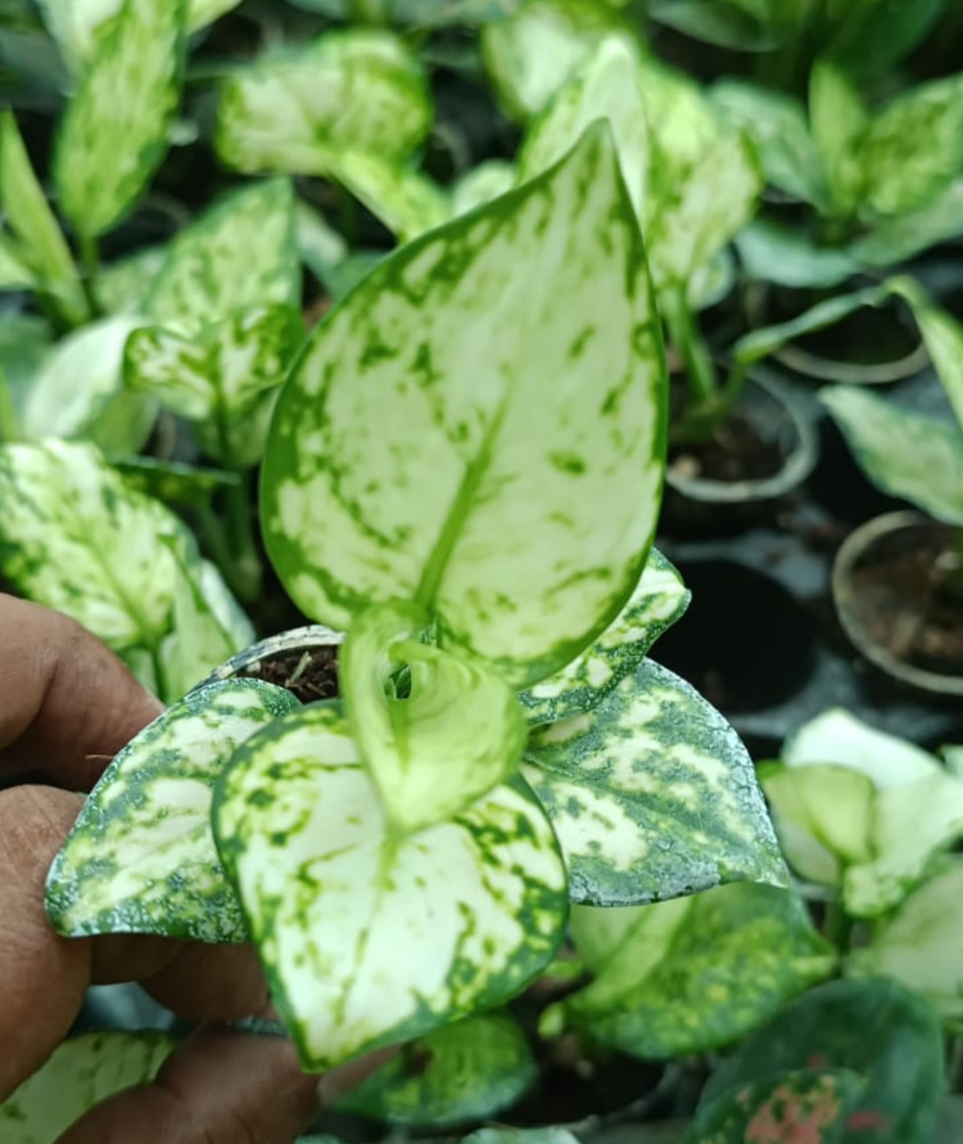 SUPER WHITE AGLAONEMA