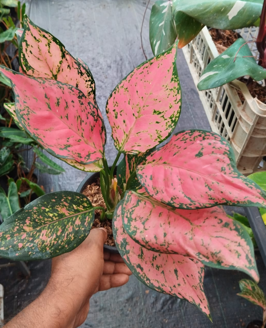 AGLAONEMA RED SWORD