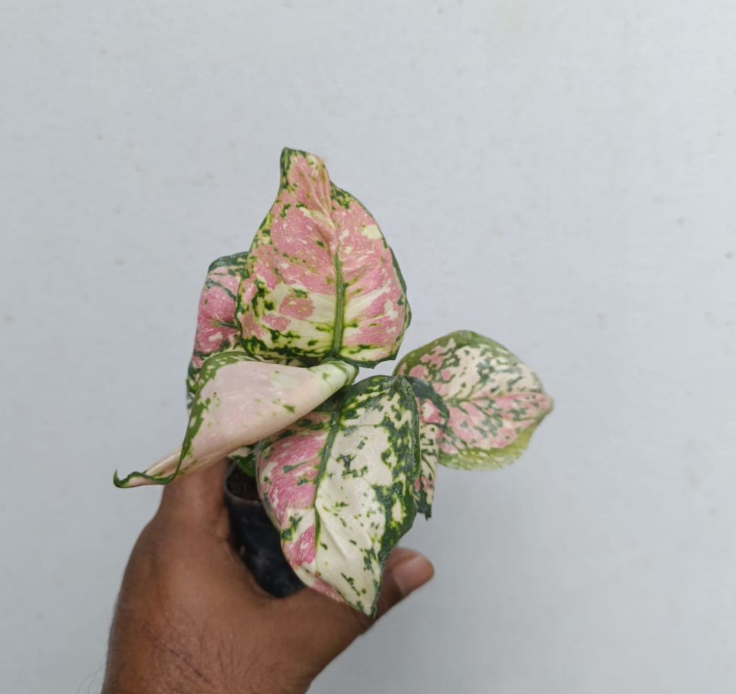 TRICOLOR AGLAONEMA