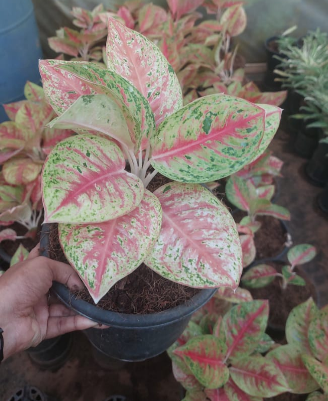 AGLAONEMA ZENSTAR