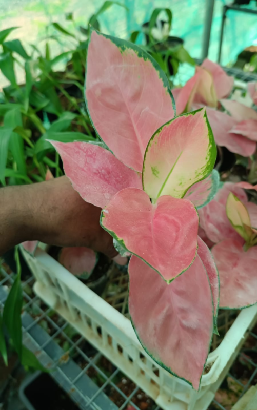 CHINA RED AGLAONEMA