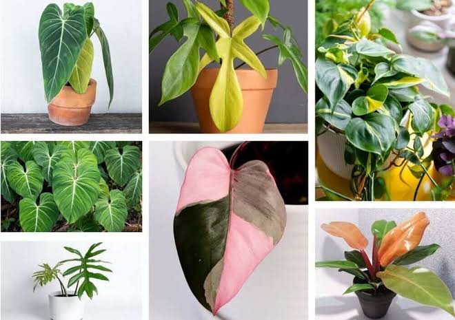 PHILODENDRON PLANTS LIST