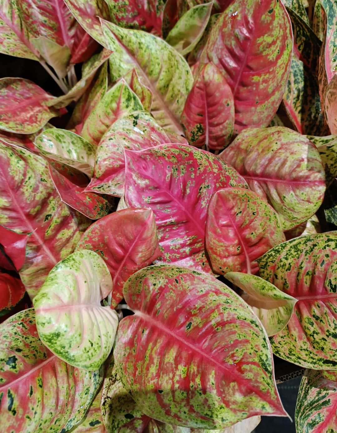 AGLAONEMA ZENSTAR