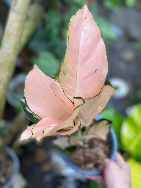 PEARL OF MELO AGLAONEMA