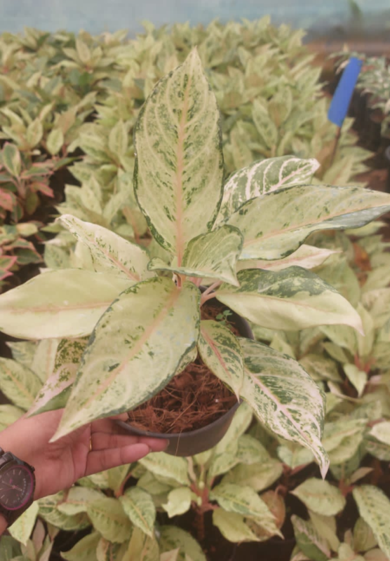 AGLAONEMA THAI FROZEN