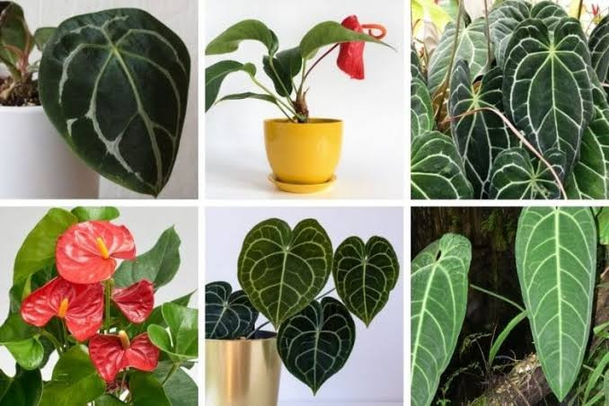 FOLIAGE ANTHURIUM PLANTS LIST