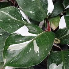 WHITE KNIGHT PHILODENDRON